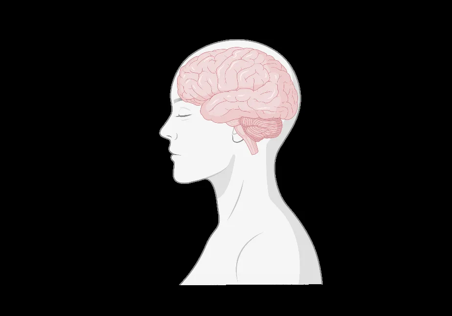 뇌 속 편도체 위치를 보여주는 그림
